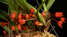 Max. coccinea